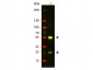 Anti-Sheep IgG (H&L)  (Texas Red™ Conjugated) Secondary Antibody